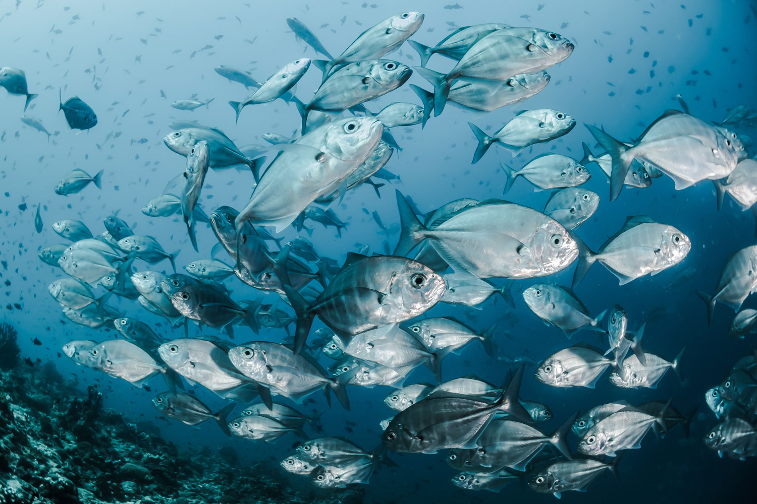 School of silver fish in the ocean