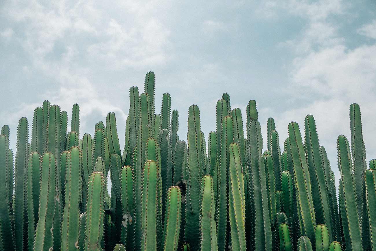 Many cactii in front of a blue cloudy sky